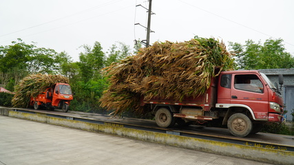 龍孔鎮(zhèn) “秸”盡所能，推進(jìn)資源循環(huán)利用與生物有機(jī)肥料研發(fā)
